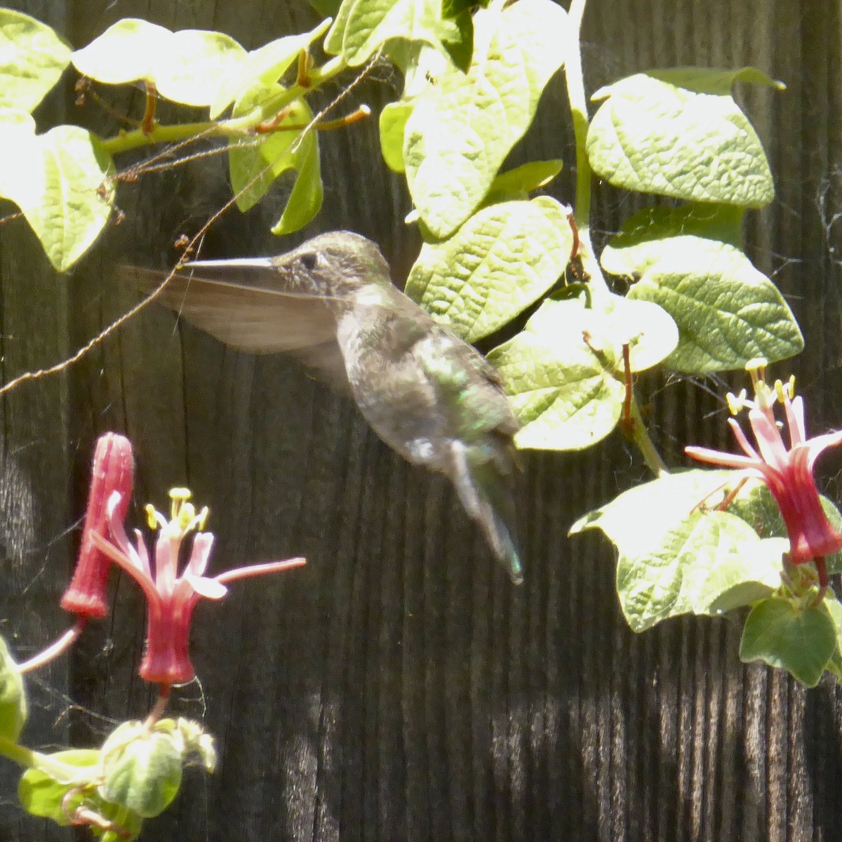 Anna's Hummingbird - ML620751171