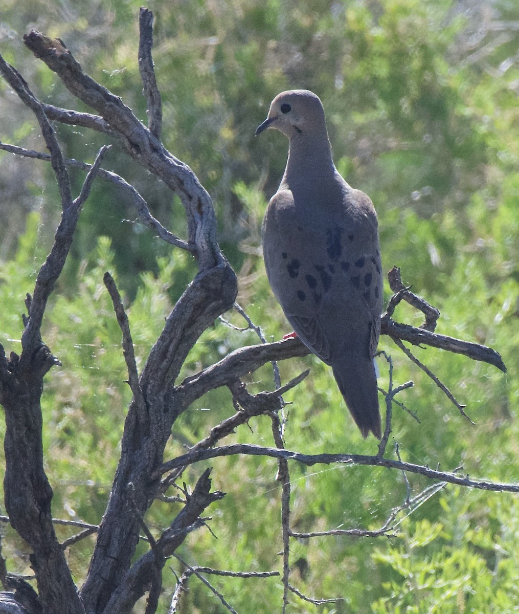 Mourning Dove - ML620751188