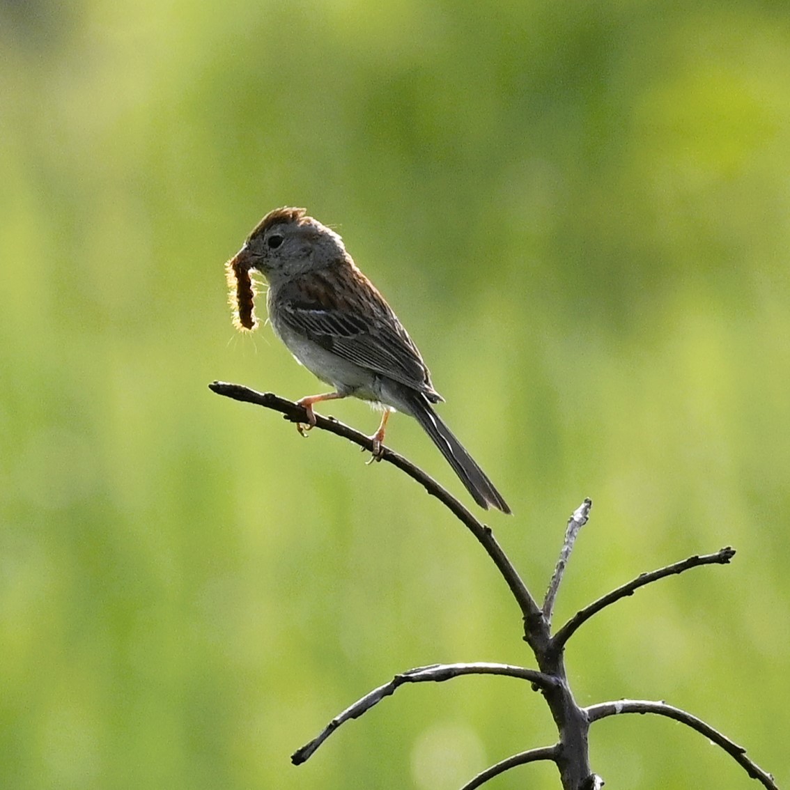 Field Sparrow - ML620751189