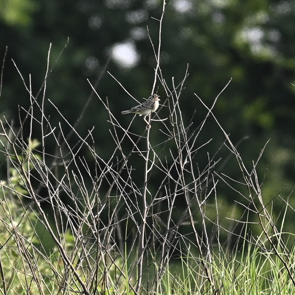 Grasshopper Sparrow - ML620751196