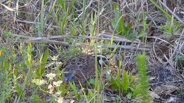 Northern Bobwhite - ML620751225