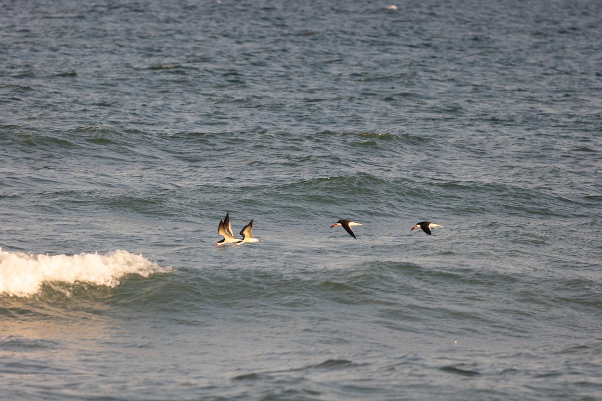 Black Skimmer - ML620751227