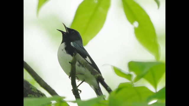 Black-throated Blue Warbler - ML620751231