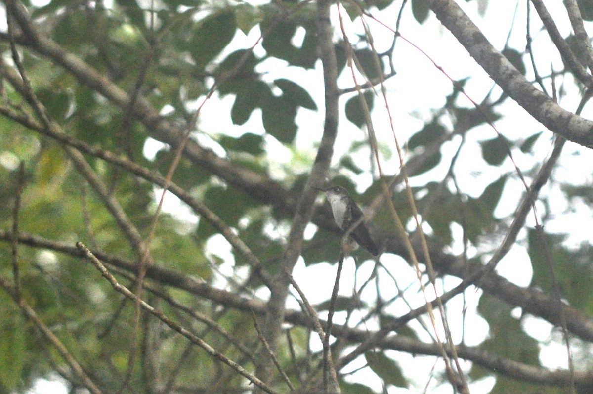 White-bellied Emerald - ML620751246