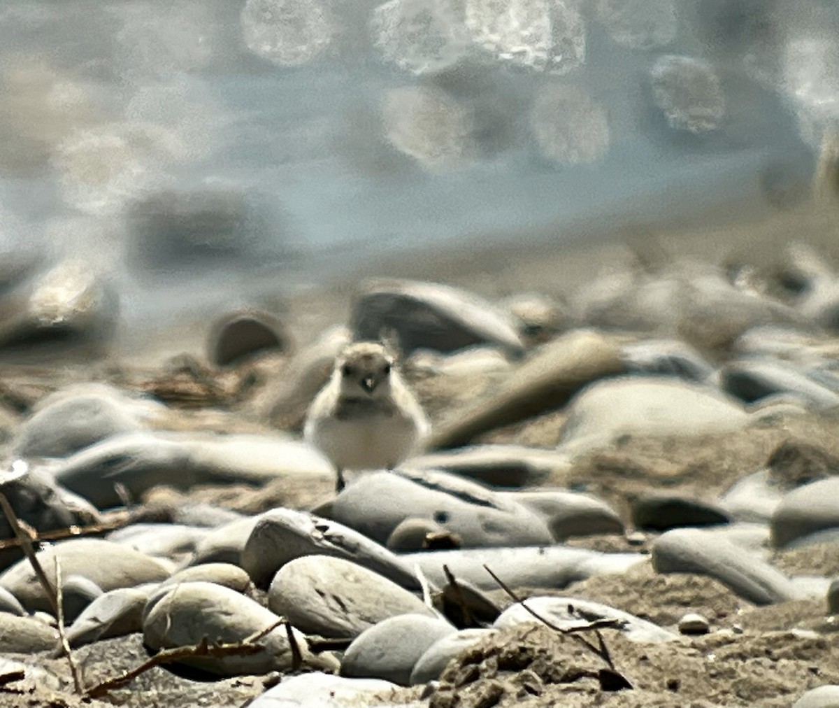 Piping Plover - ML620751260