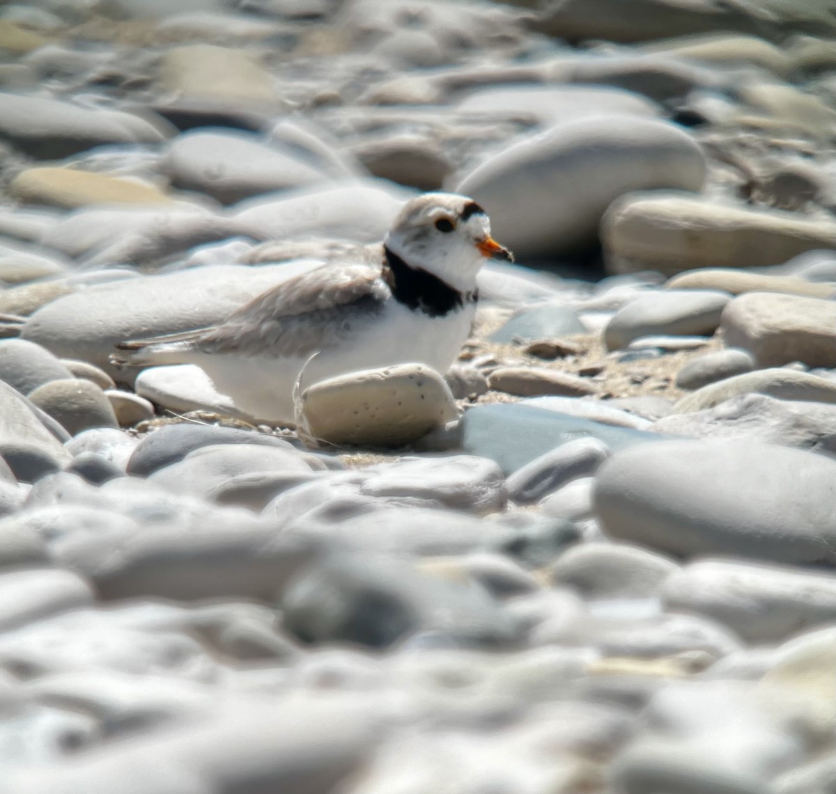 Piping Plover - ML620751261