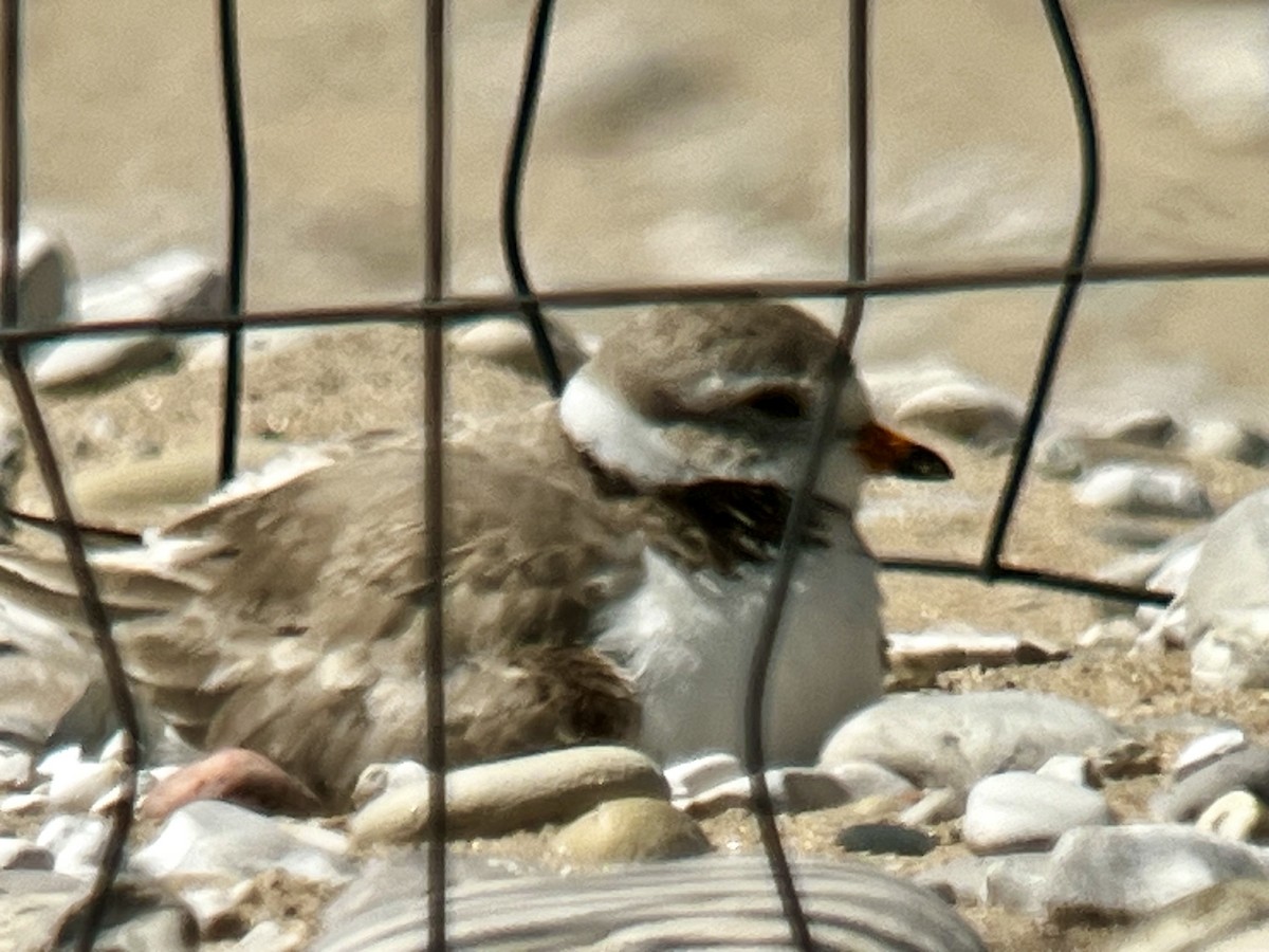 Piping Plover - ML620751263