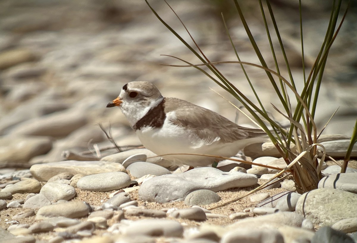 Piping Plover - ML620751264