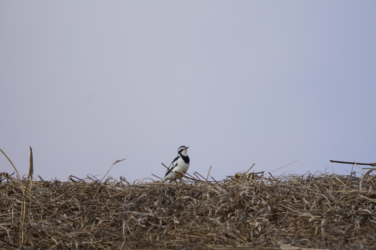 African Pied Wagtail - ML620751294