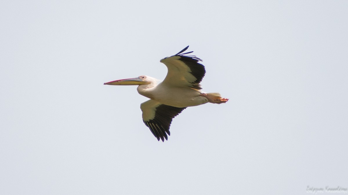pelikán bílý - ML620751305