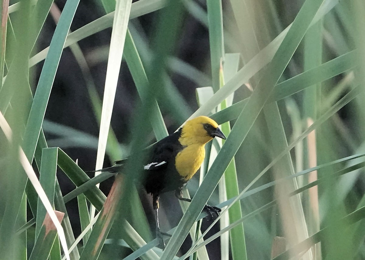 Yellow-headed Blackbird - ML620751314