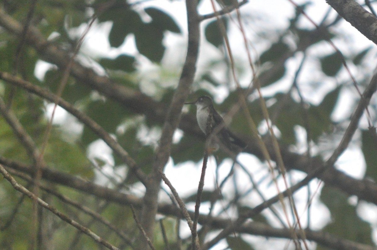 White-bellied Emerald - ML620751323