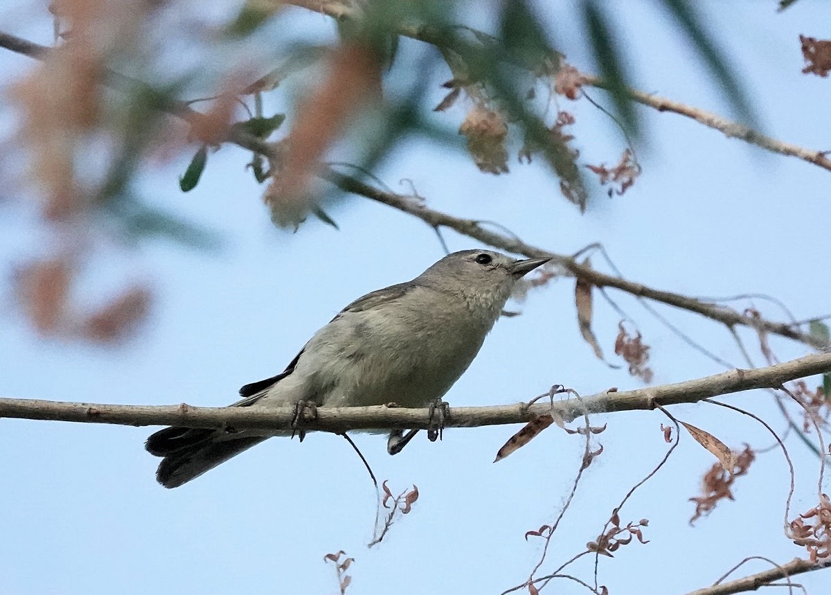 Lucy's Warbler - ML620751325
