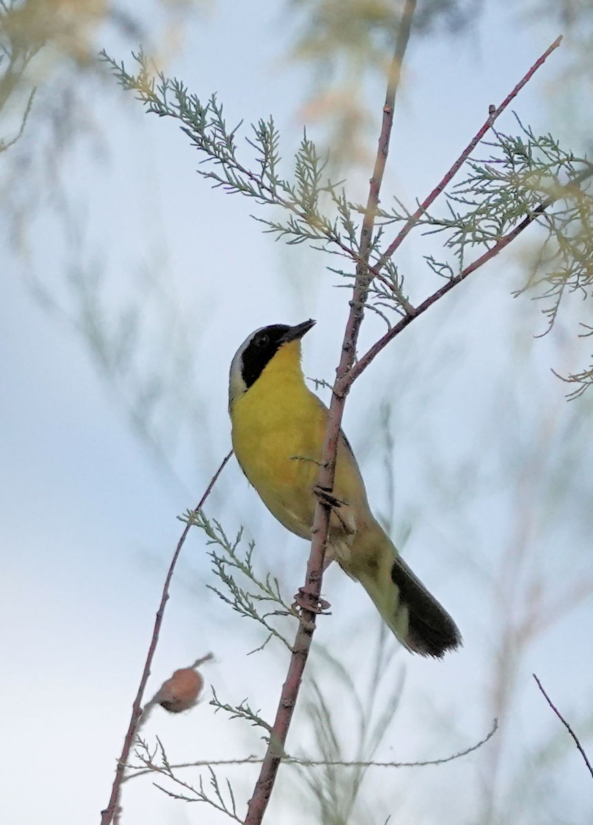 Common Yellowthroat - ML620751329