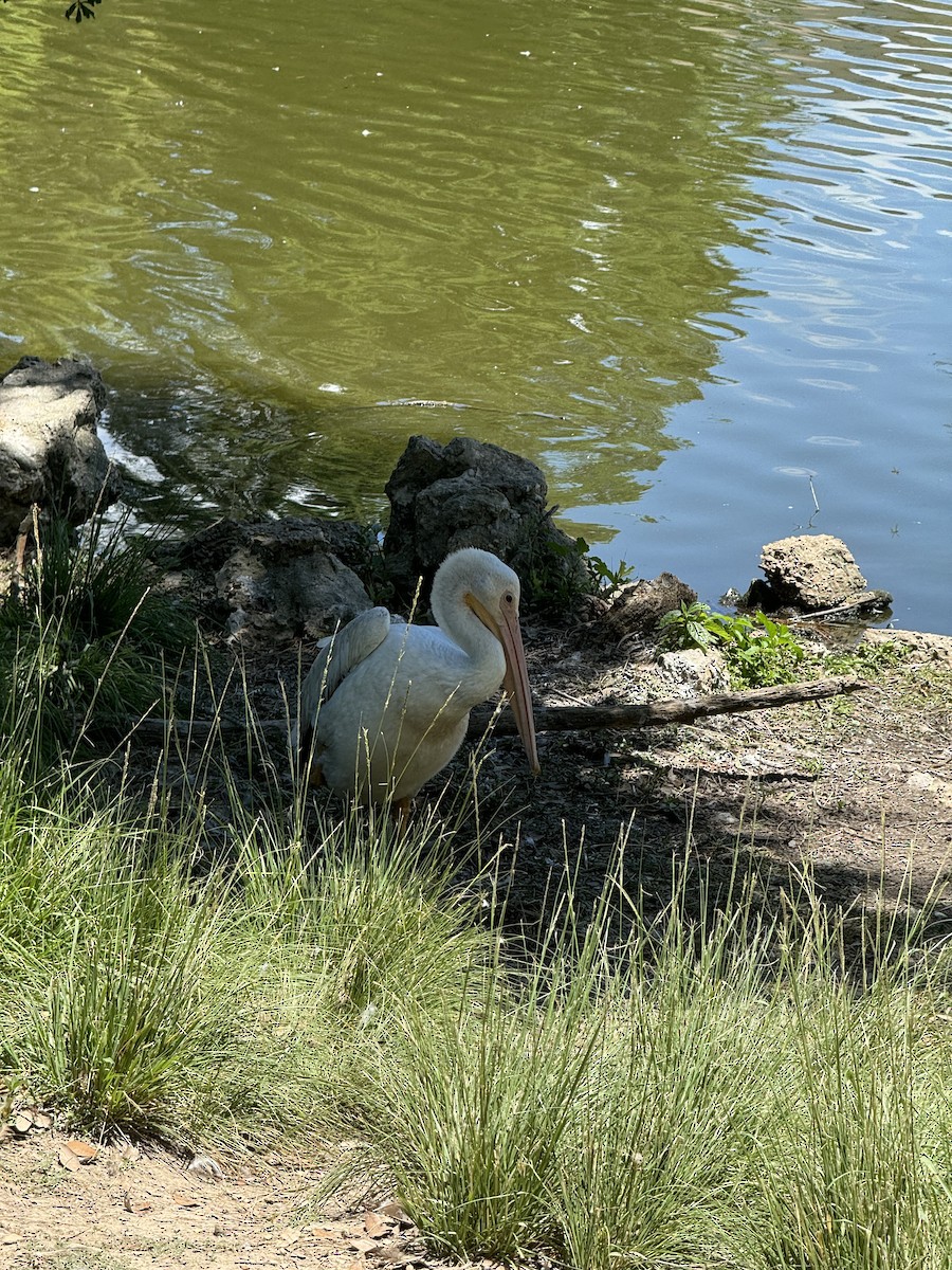 American White Pelican - ML620751338
