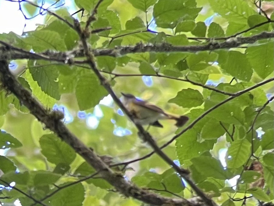 American Redstart - ML620751344