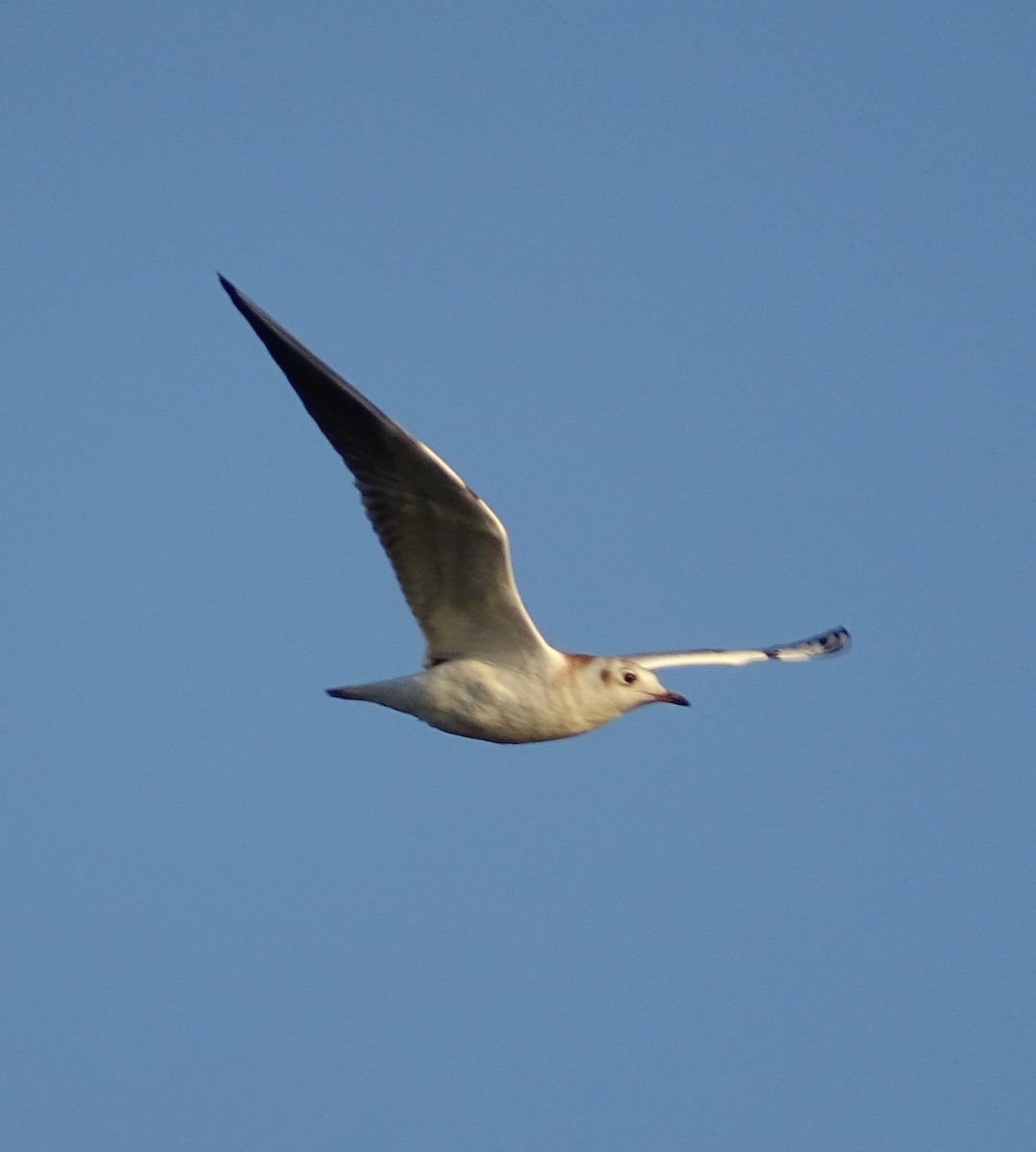 Mouette rieuse - ML620751356