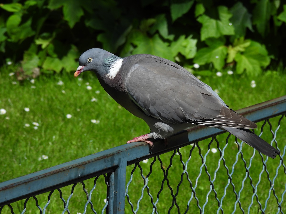 Common Wood-Pigeon - ML620751359
