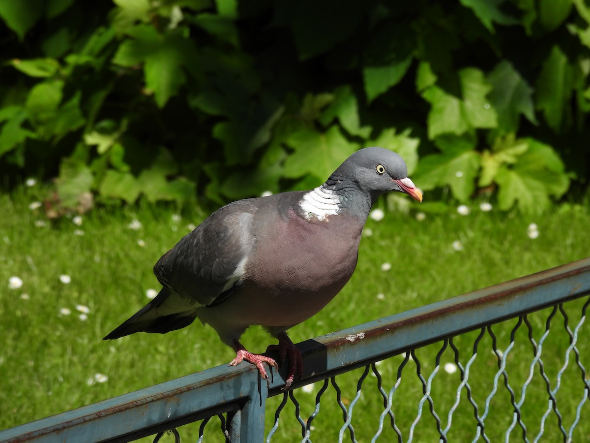Common Wood-Pigeon - ML620751360