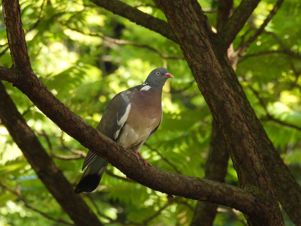 Common Wood-Pigeon - ML620751361