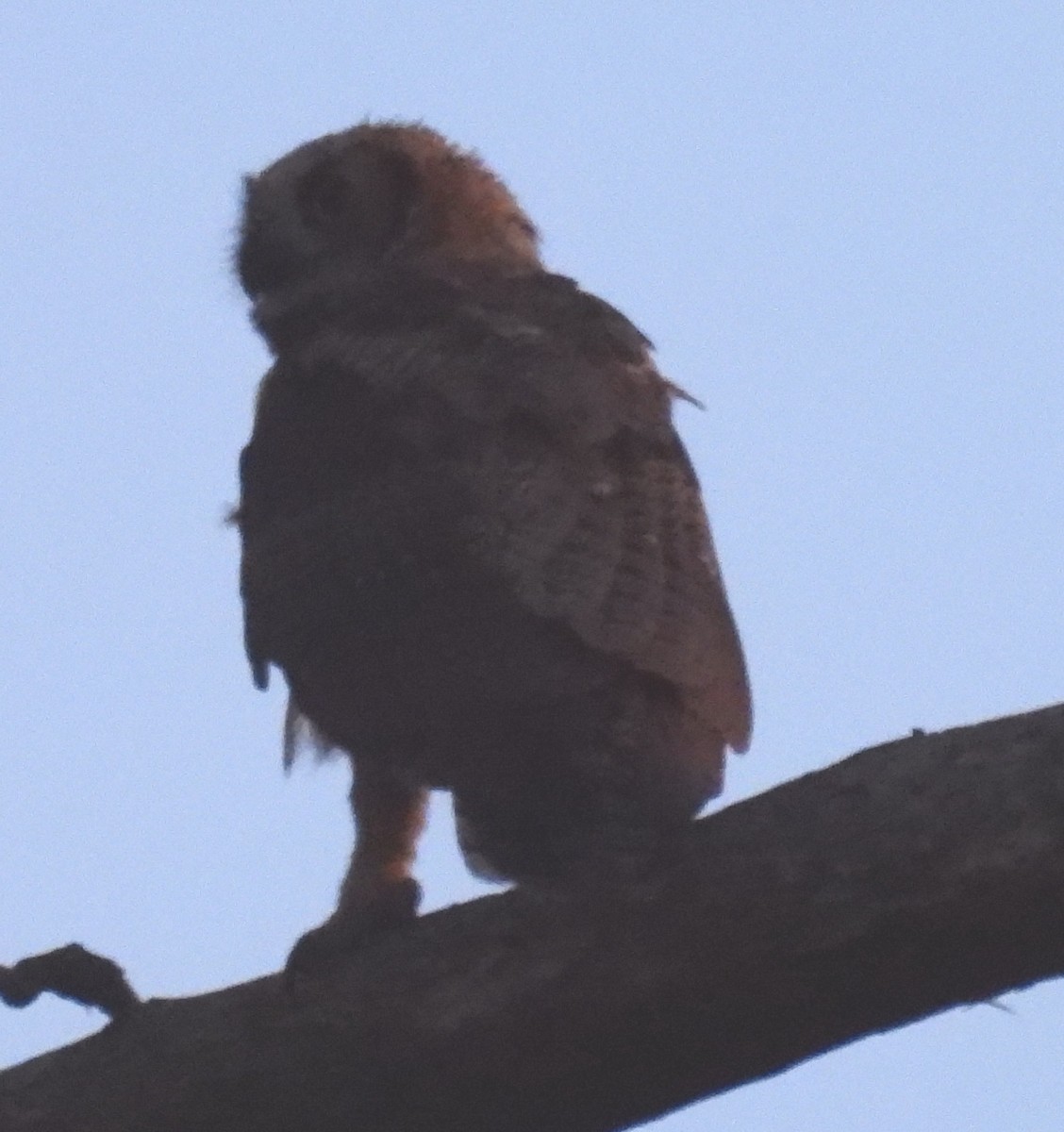 Great Horned Owl - ML620751363