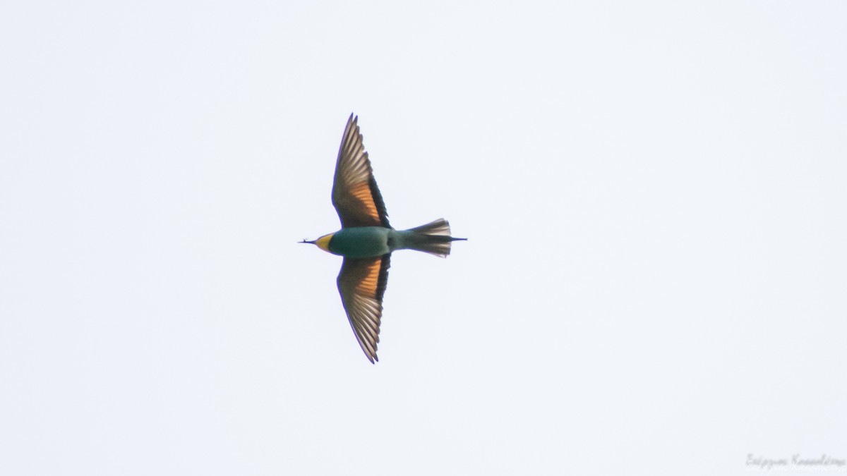 European Bee-eater - ML620751383