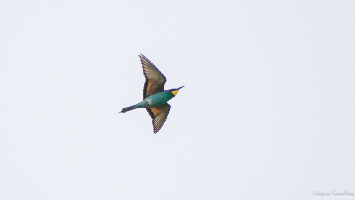 European Bee-eater - ML620751384