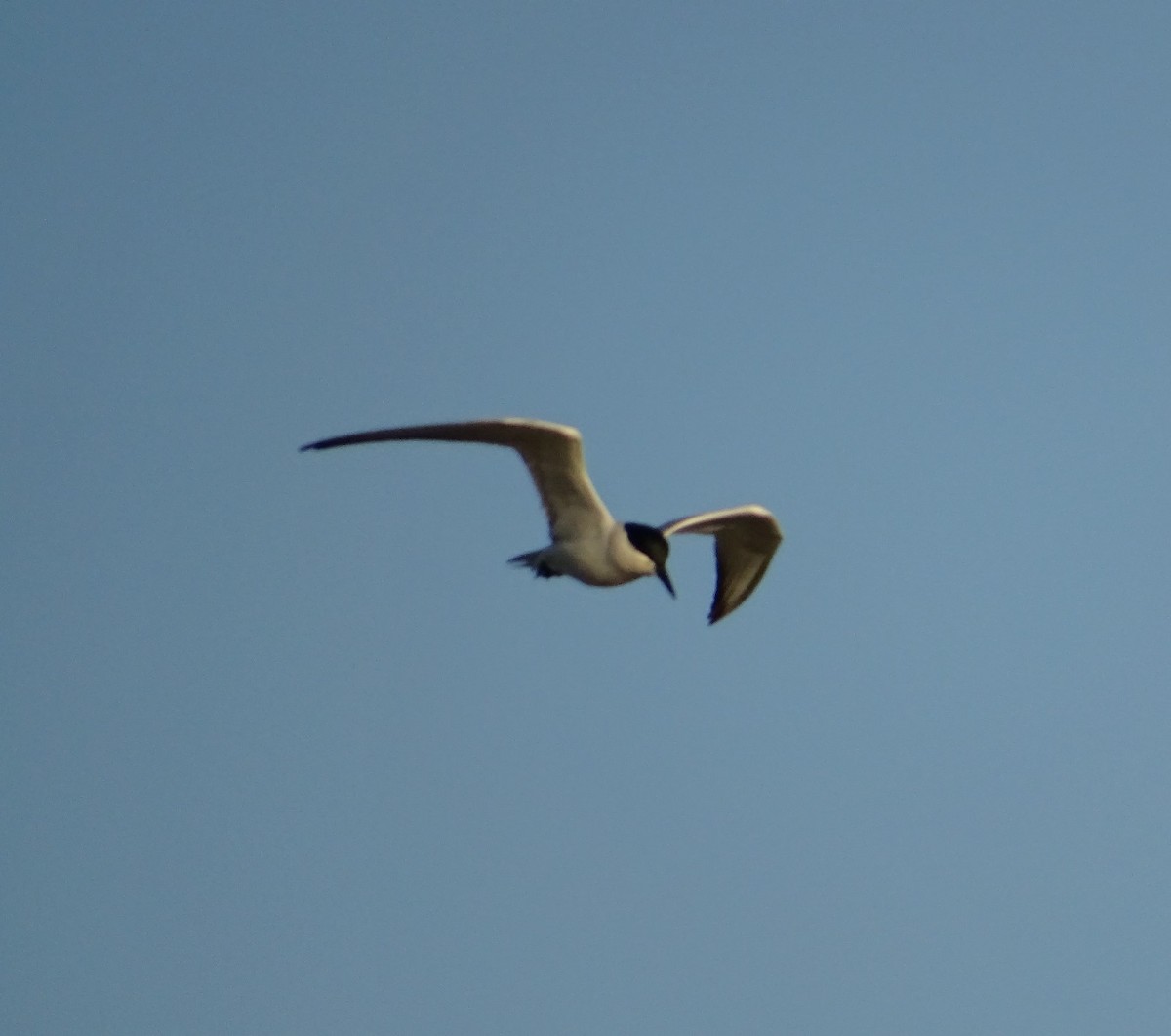 Gull-billed Tern - ML620751389