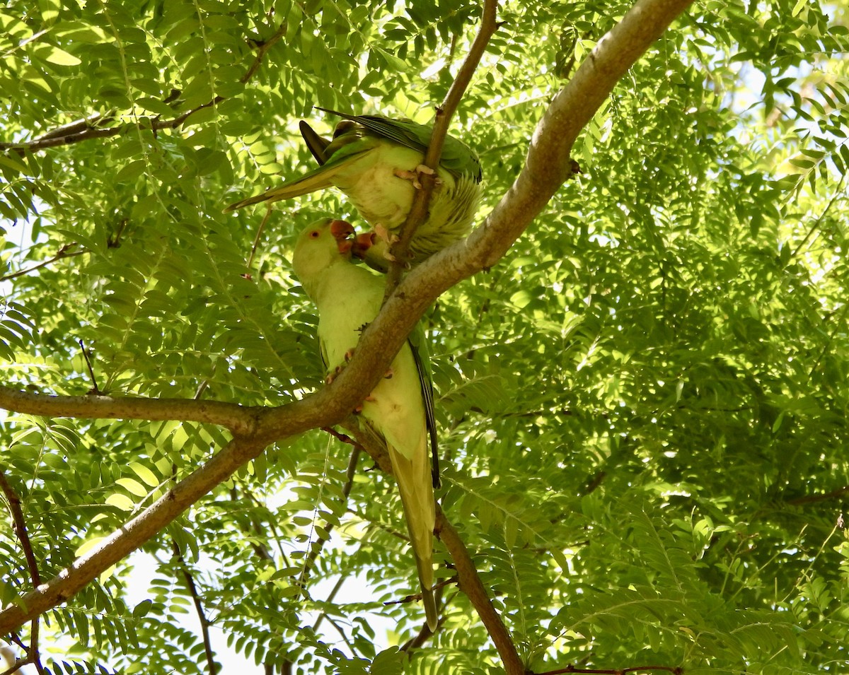 Rose-ringed Parakeet - ML620751396