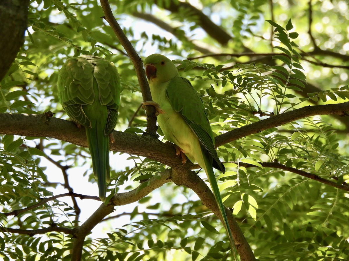 Rose-ringed Parakeet - ML620751397