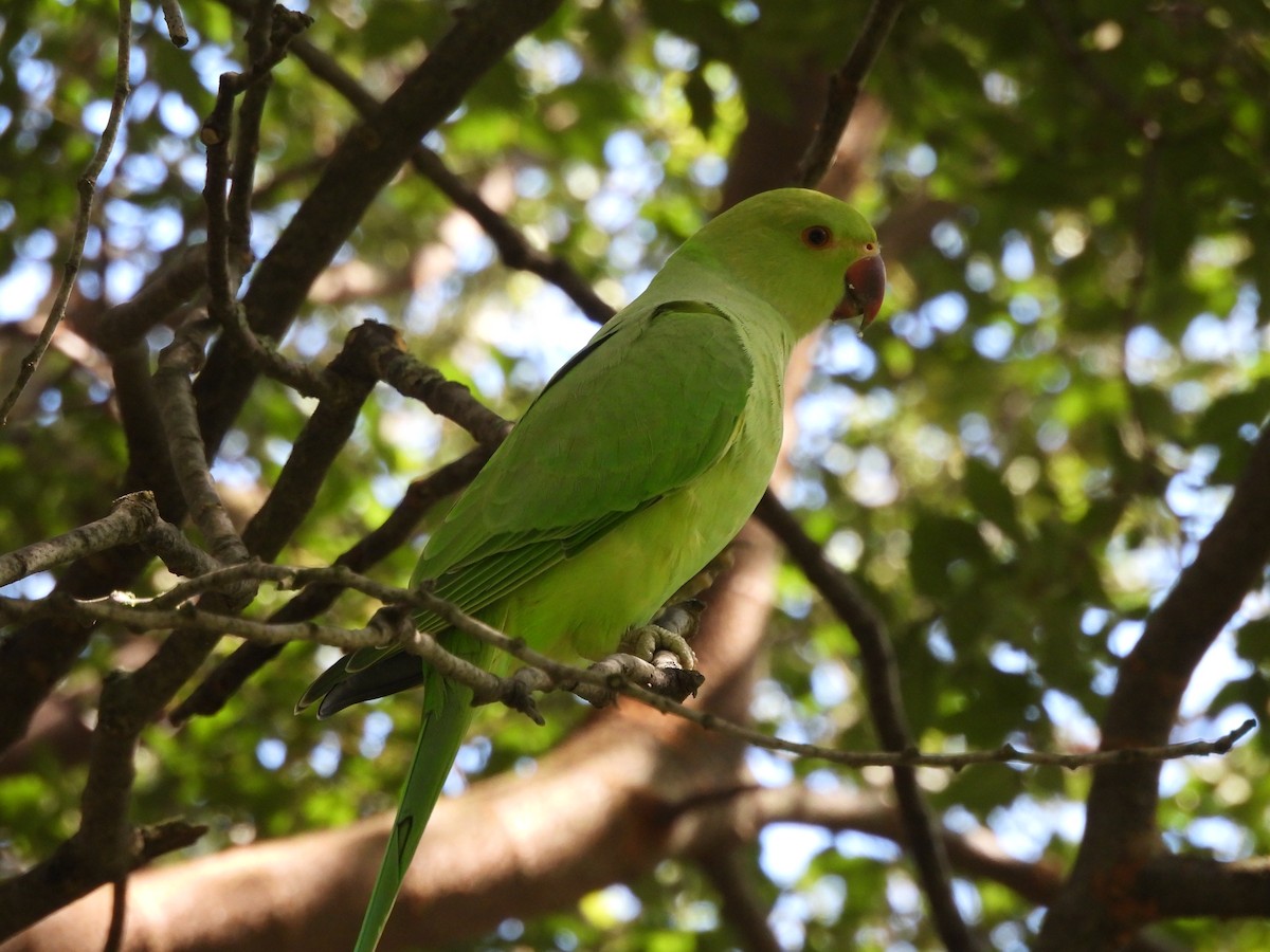 Rose-ringed Parakeet - ML620751398