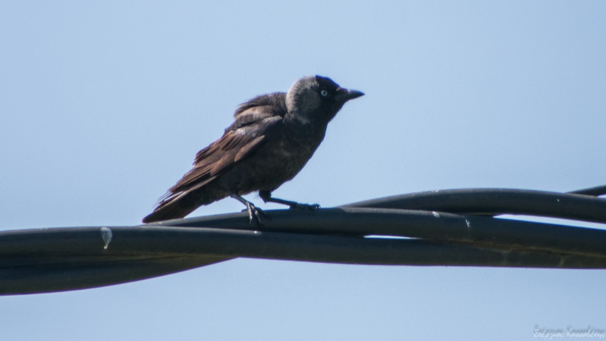 Eurasian Jackdaw - ML620751399