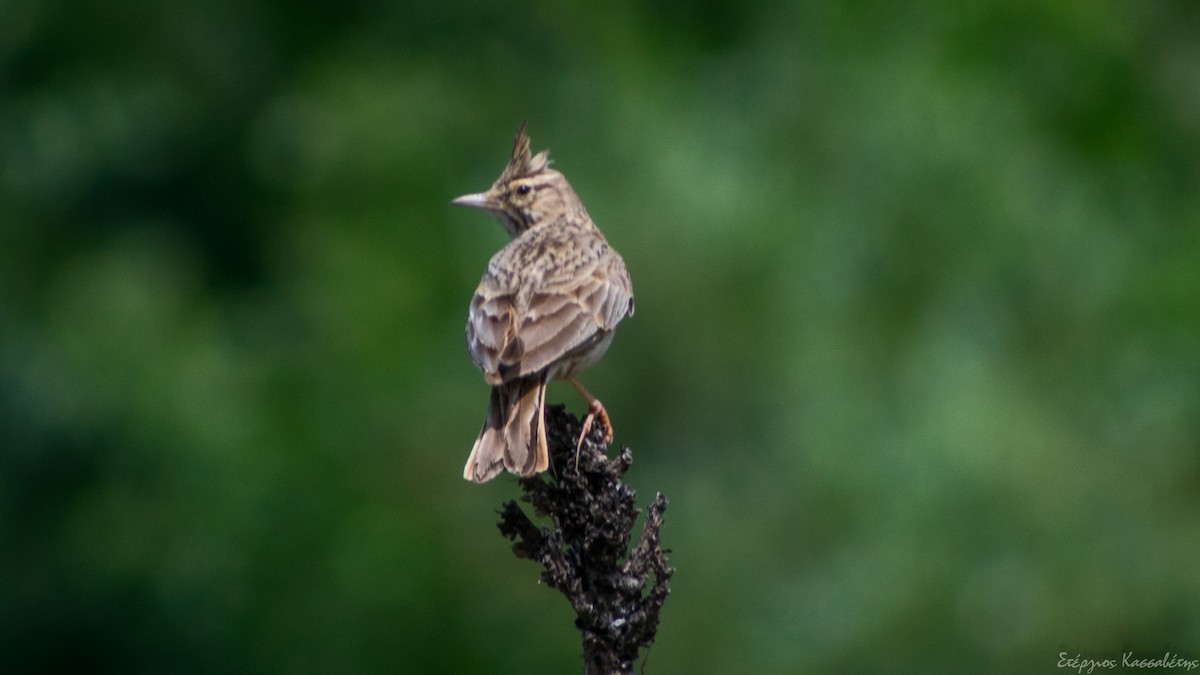 Crested Lark - ML620751423