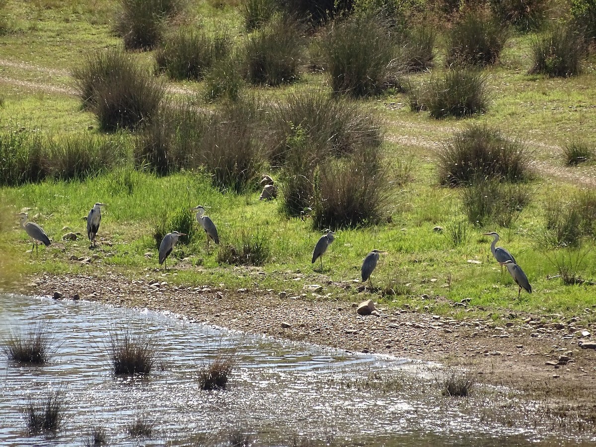 Gray Heron - Jesús Ruyman Gómez Nieto