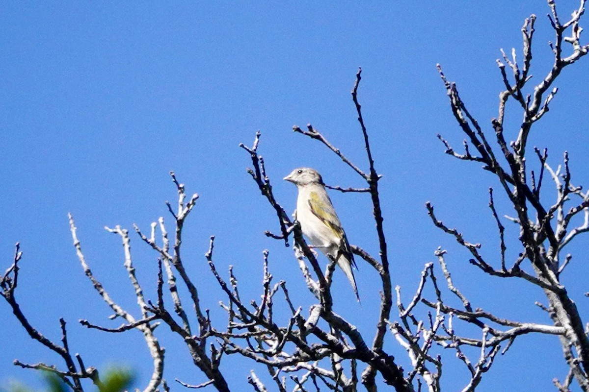 Chardonneret gris - ML620751427