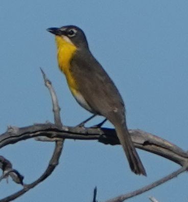 Yellow-breasted Chat - ML620751450