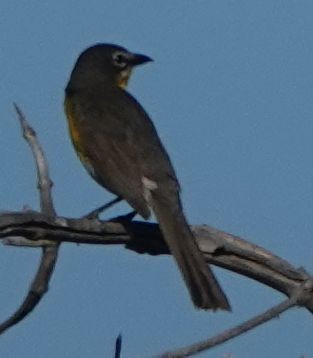Yellow-breasted Chat - ML620751455