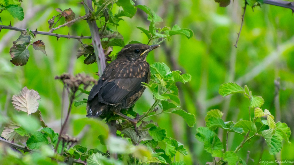 Eurasian Blackbird - Stergios Kassavetis