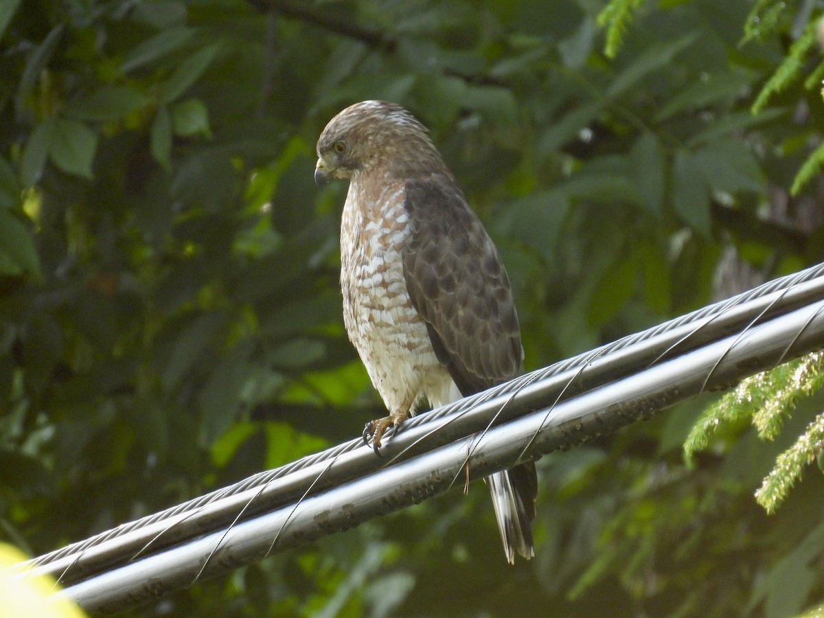 Broad-winged Hawk - ML620751476