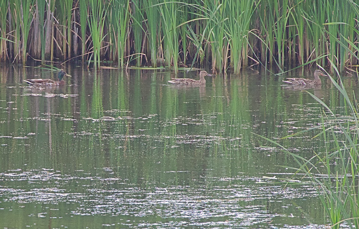 Canard colvert - ML620751483