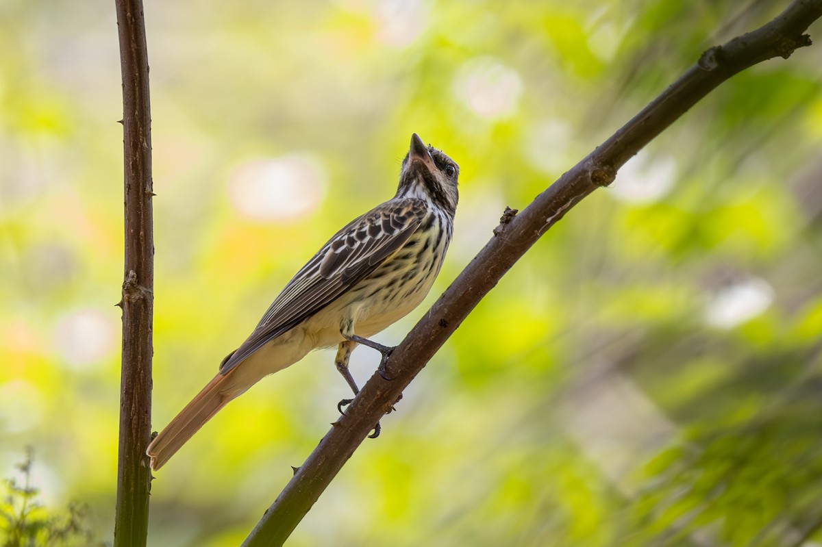 Sulphur-bellied Flycatcher - ML620751487