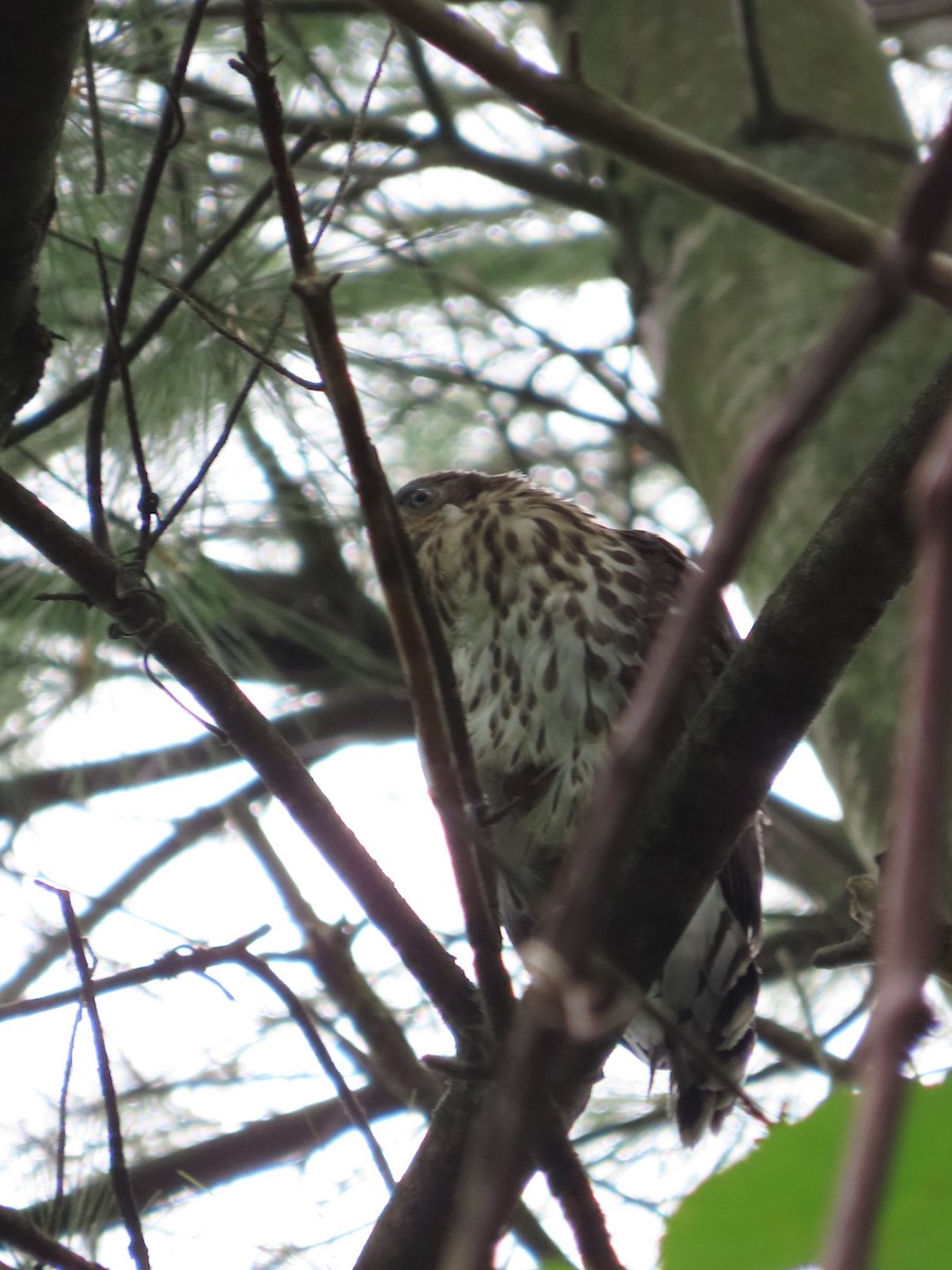 Cooper's Hawk - ML620751493