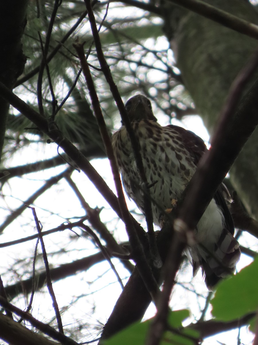 Cooper's Hawk - ML620751494