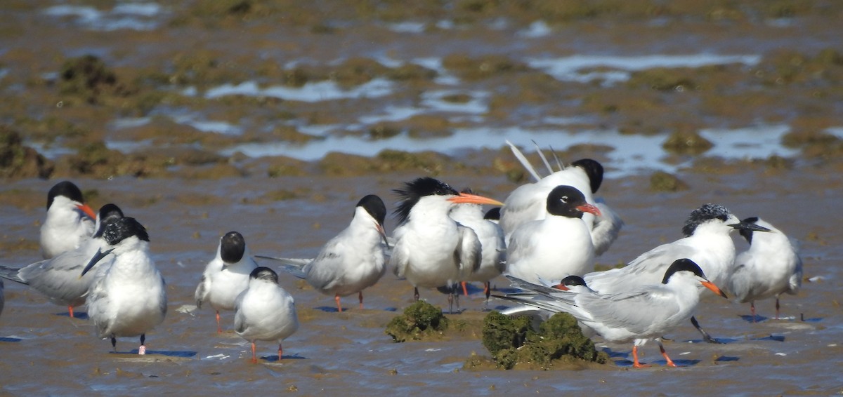 Elegant Tern - ML620751508