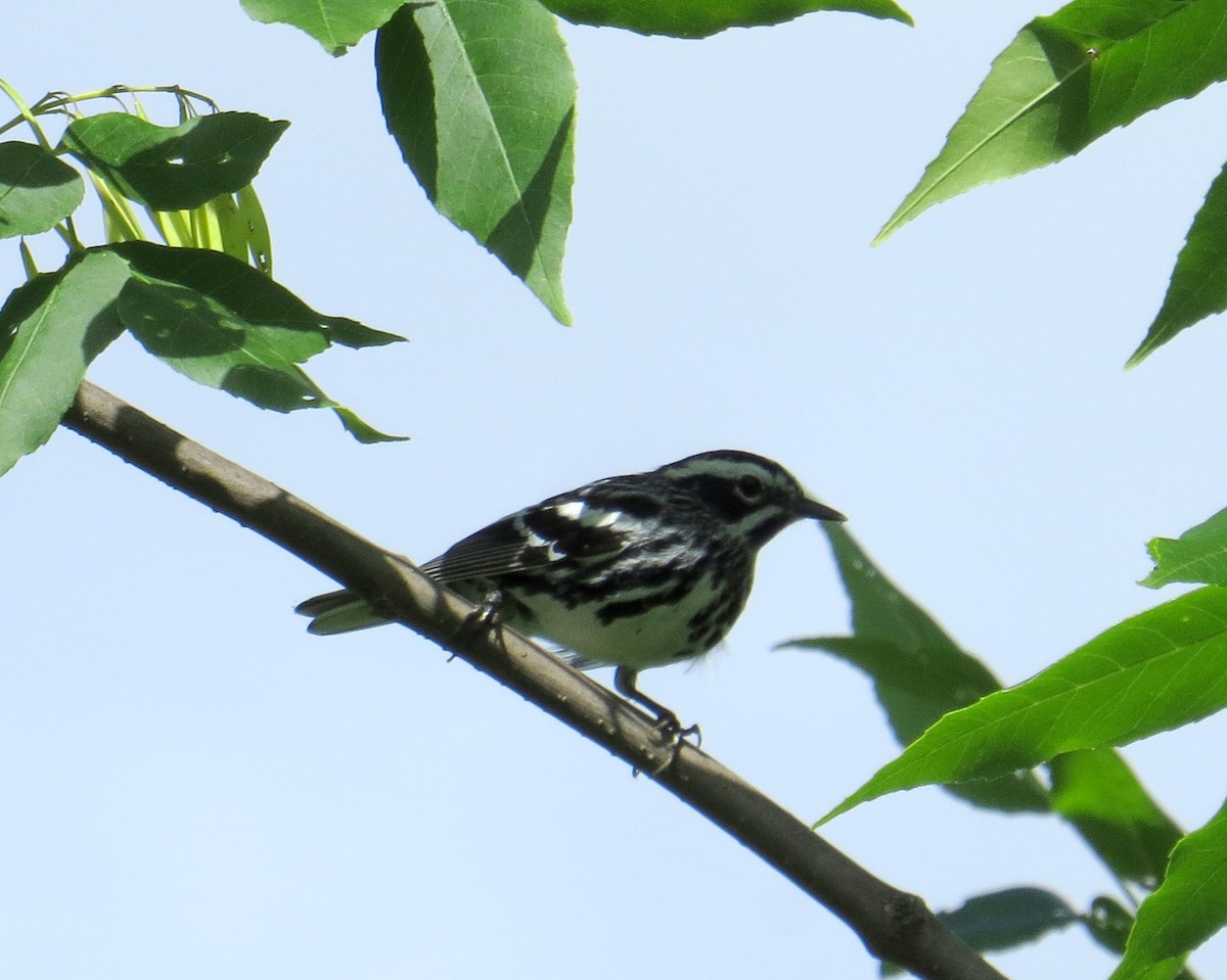 Black-and-white Warbler - ML620751520