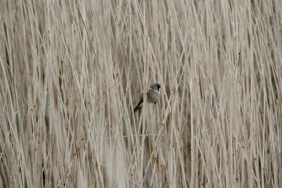 Bearded Reedling - ML620751564