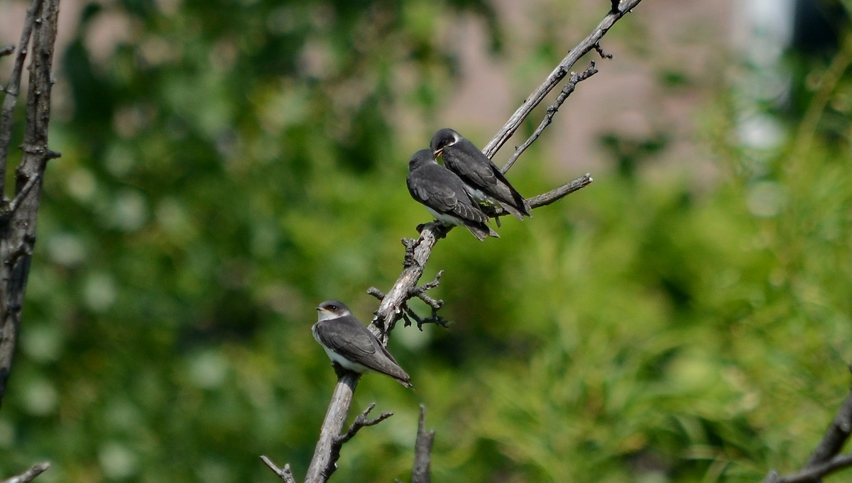 Northern Rough-winged Swallow - ML620751565