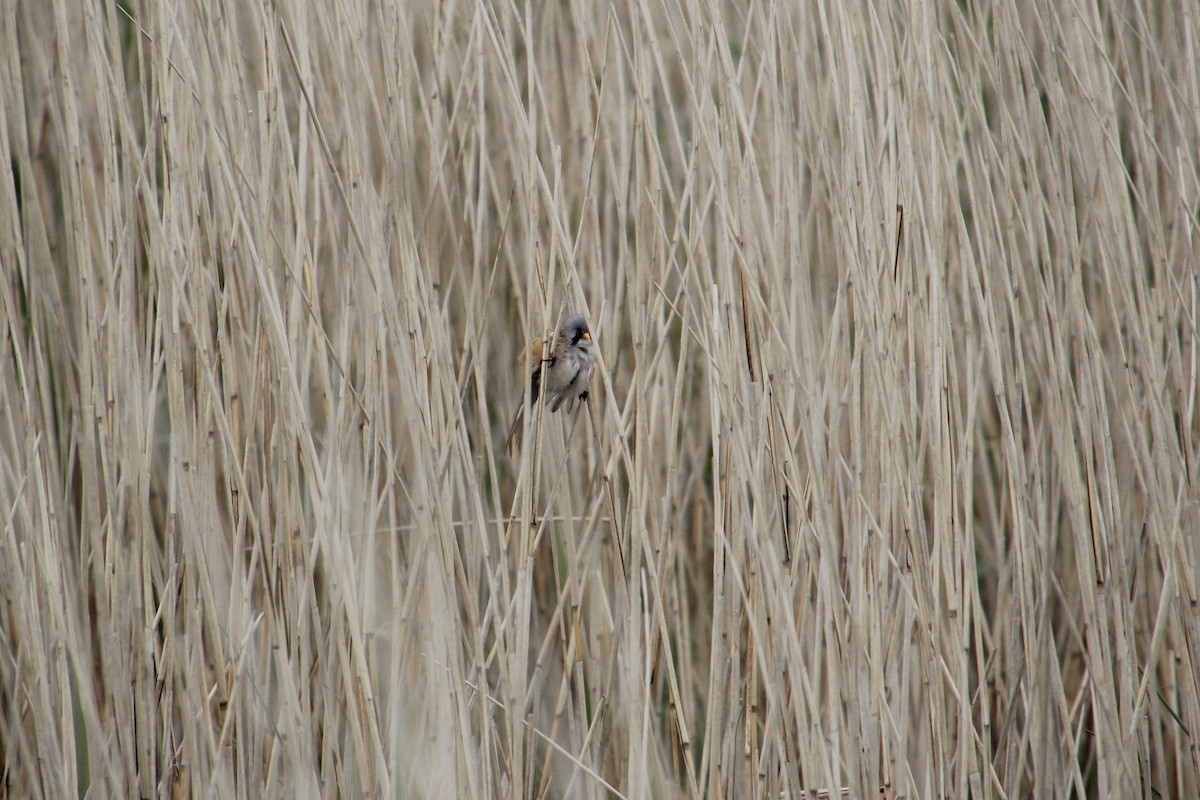 Bearded Reedling - ML620751567