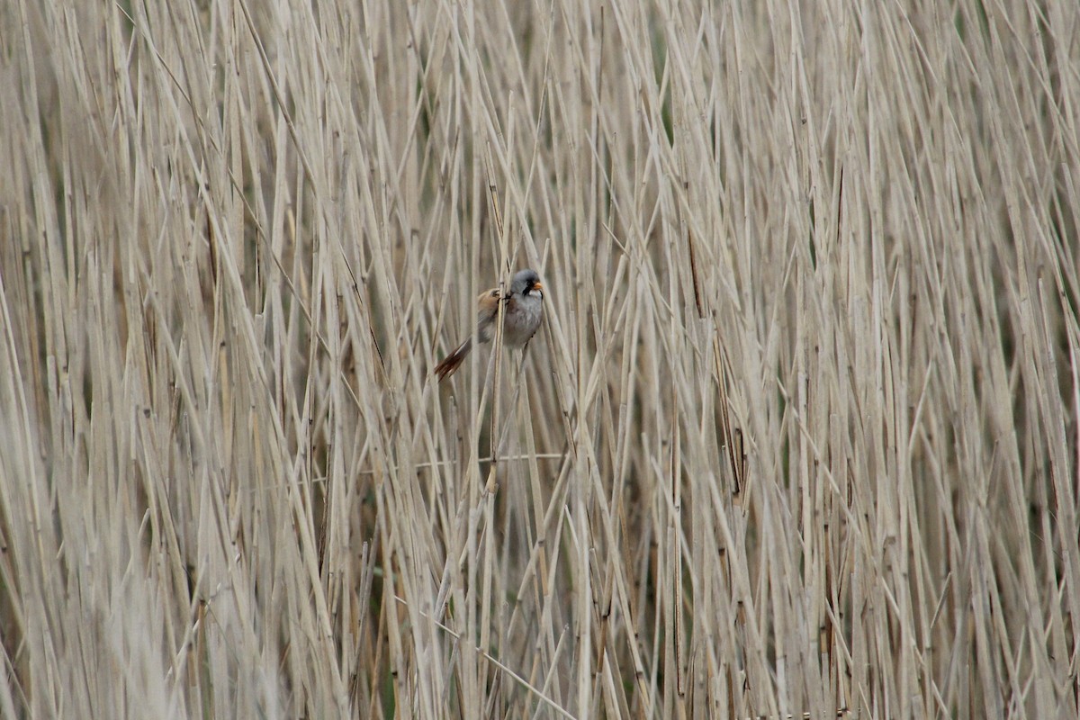 Bearded Reedling - ML620751570