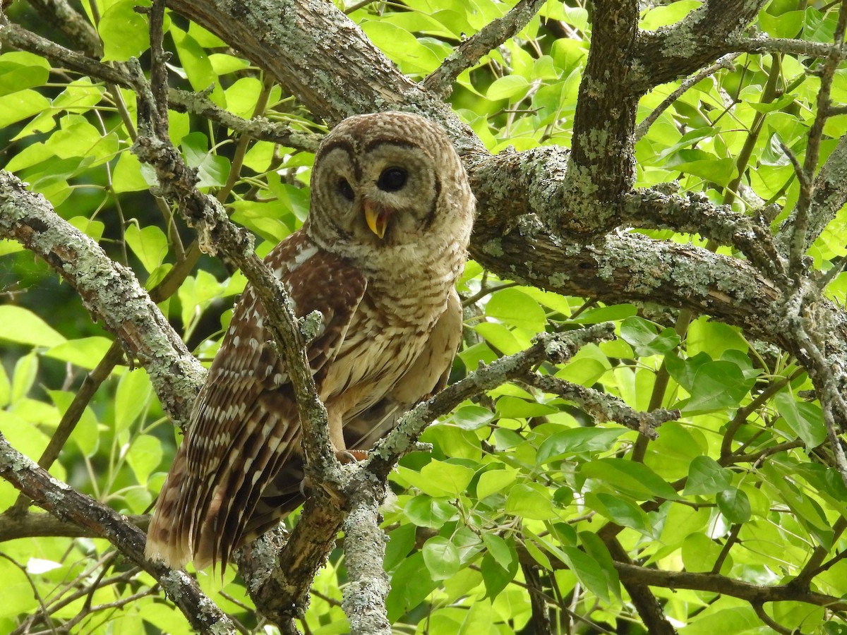 Barred Owl - ML620751593